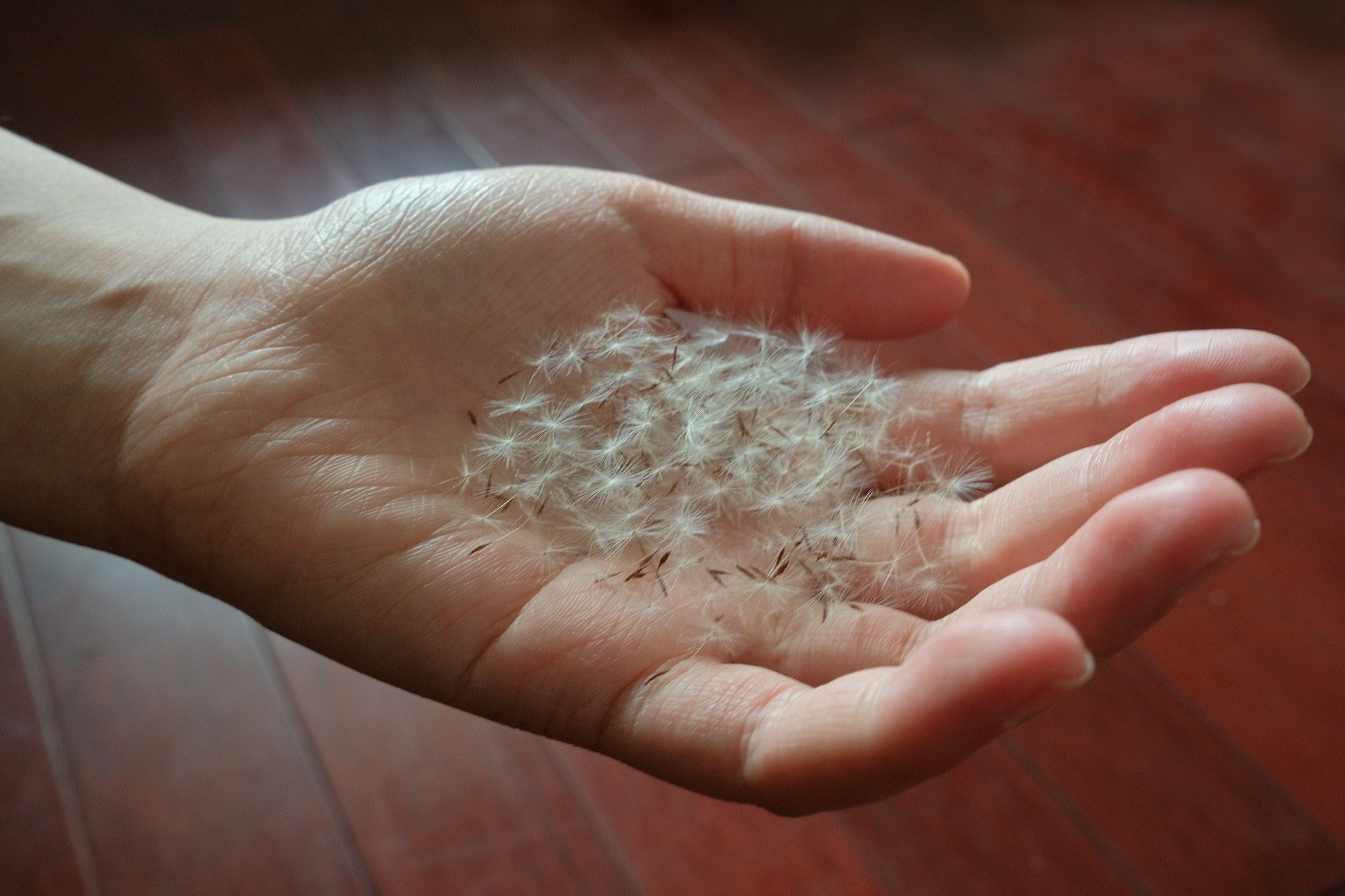 A handful of dandelion seeds held in an open palm