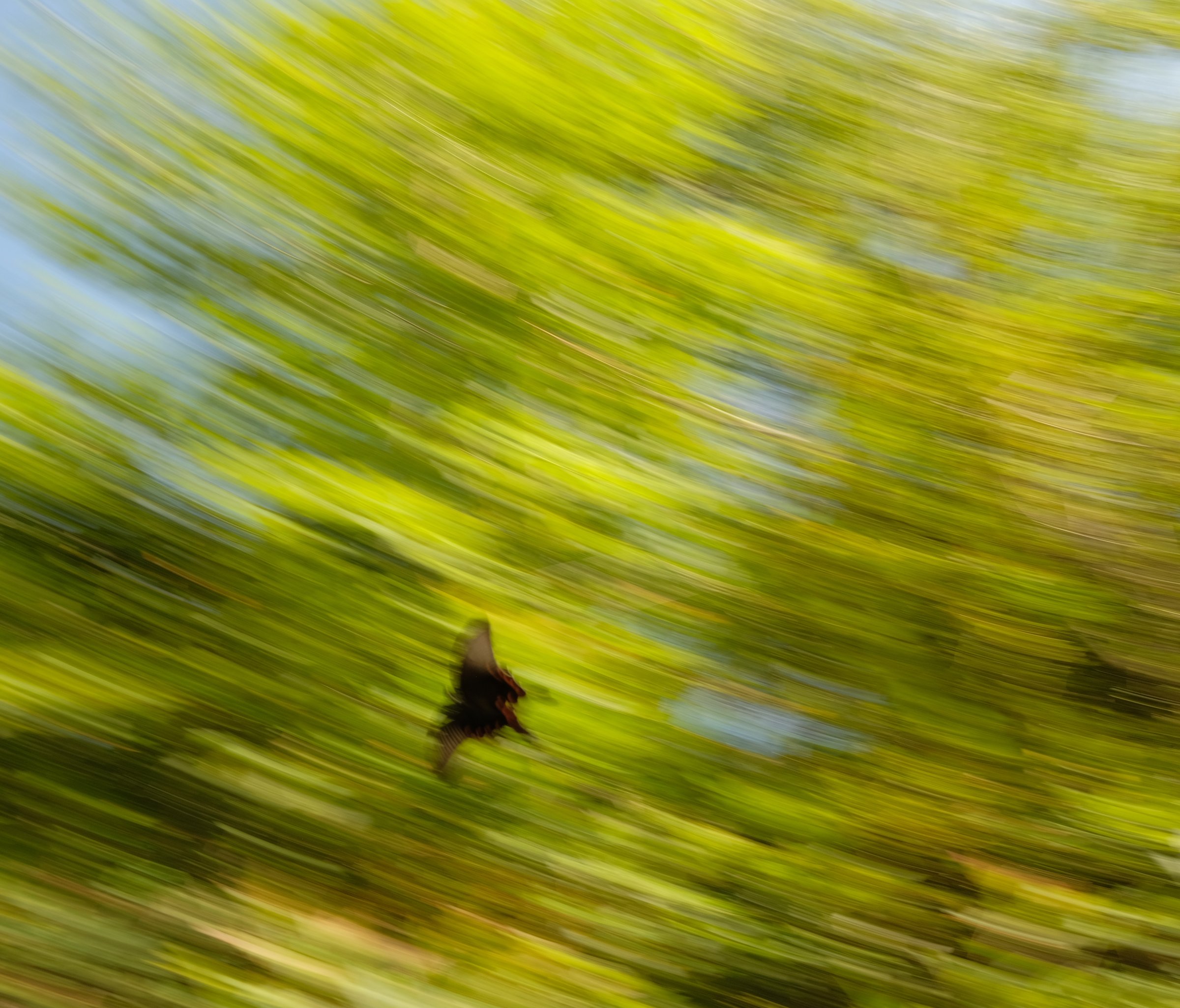 Wind blurring grass into flowing yellow-green