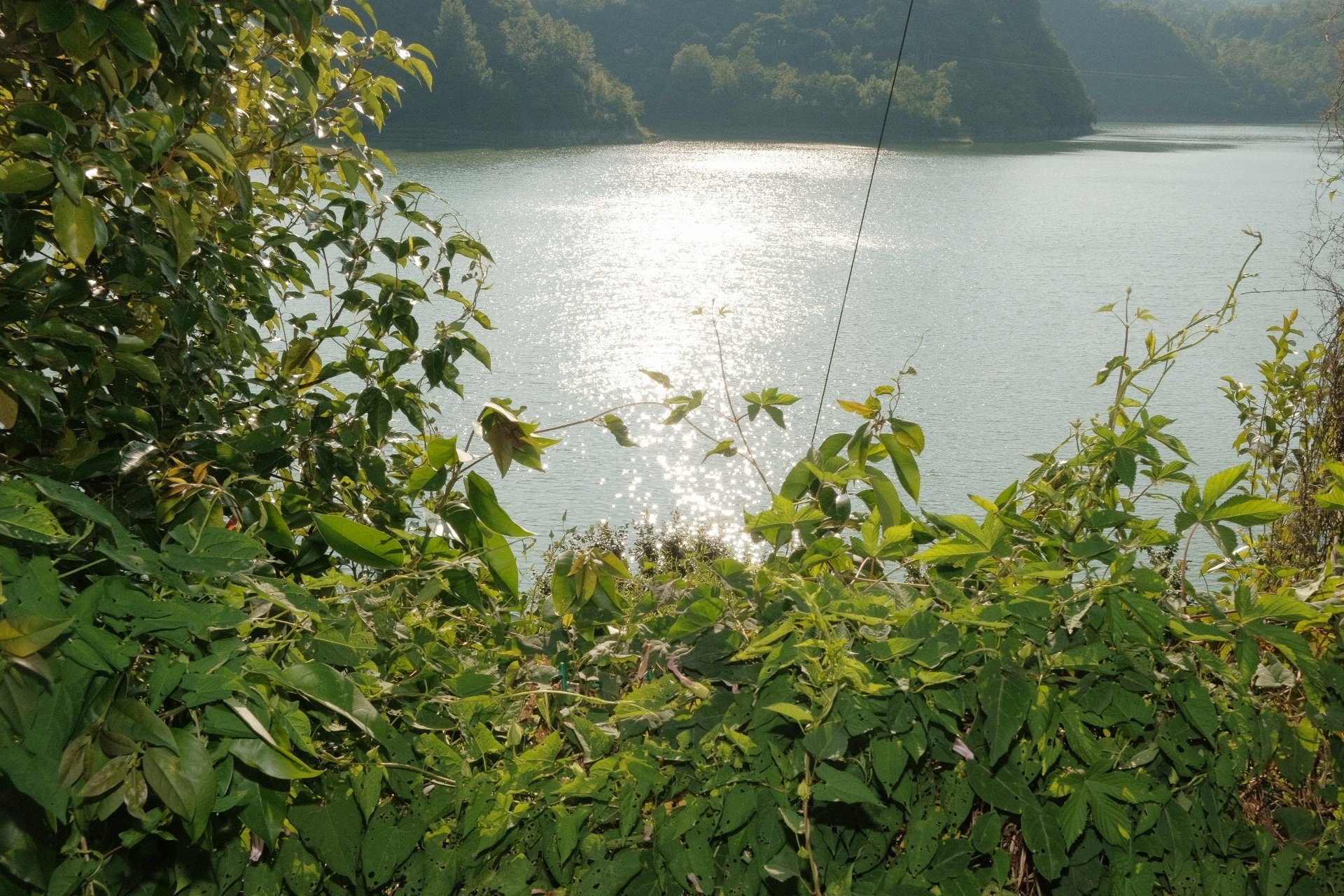 Glints of light on the water through the leaves