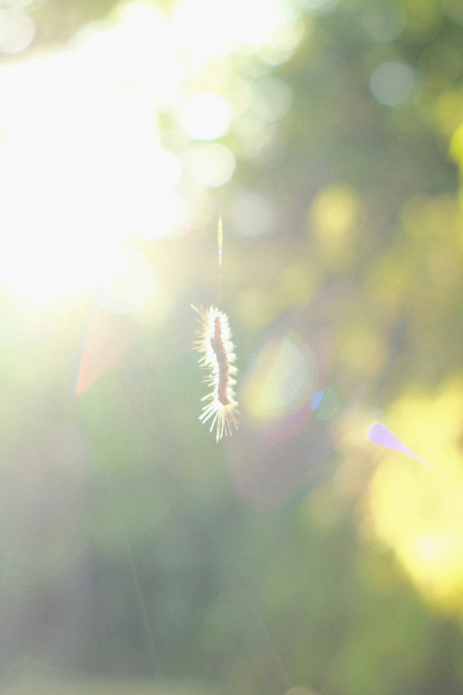 A blade of grass in backlight, bokeh spreading behind