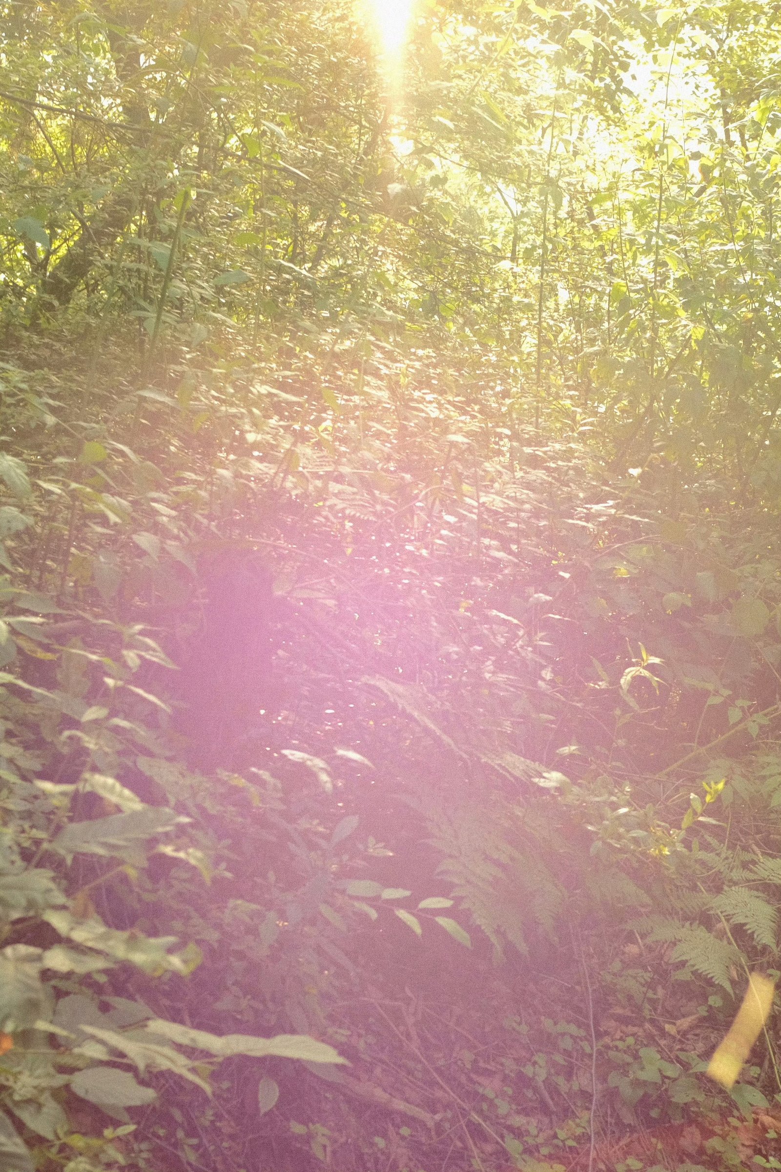 Sunlight slanting into the woods with a pink flare