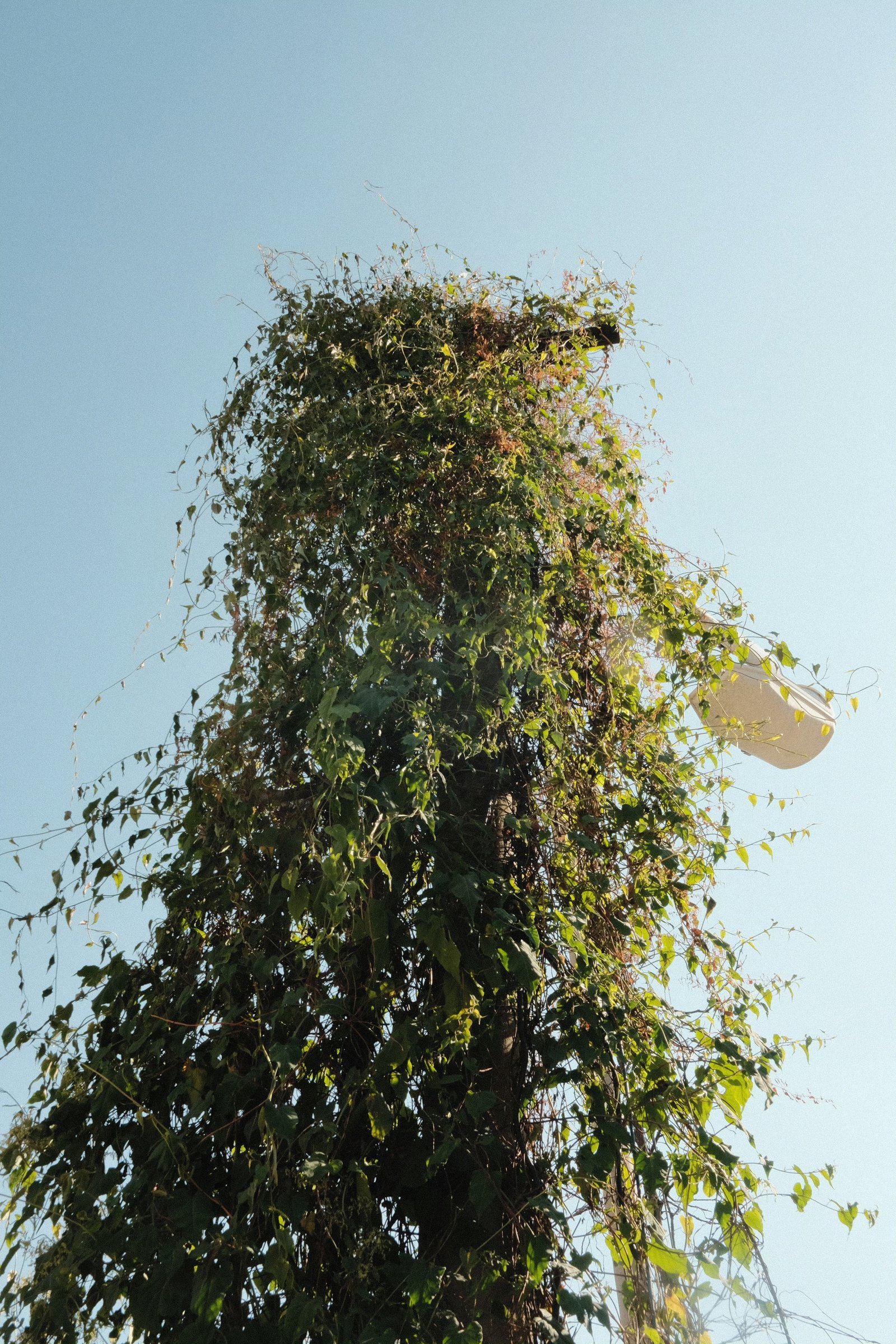A tree entirely wrapped in vines
