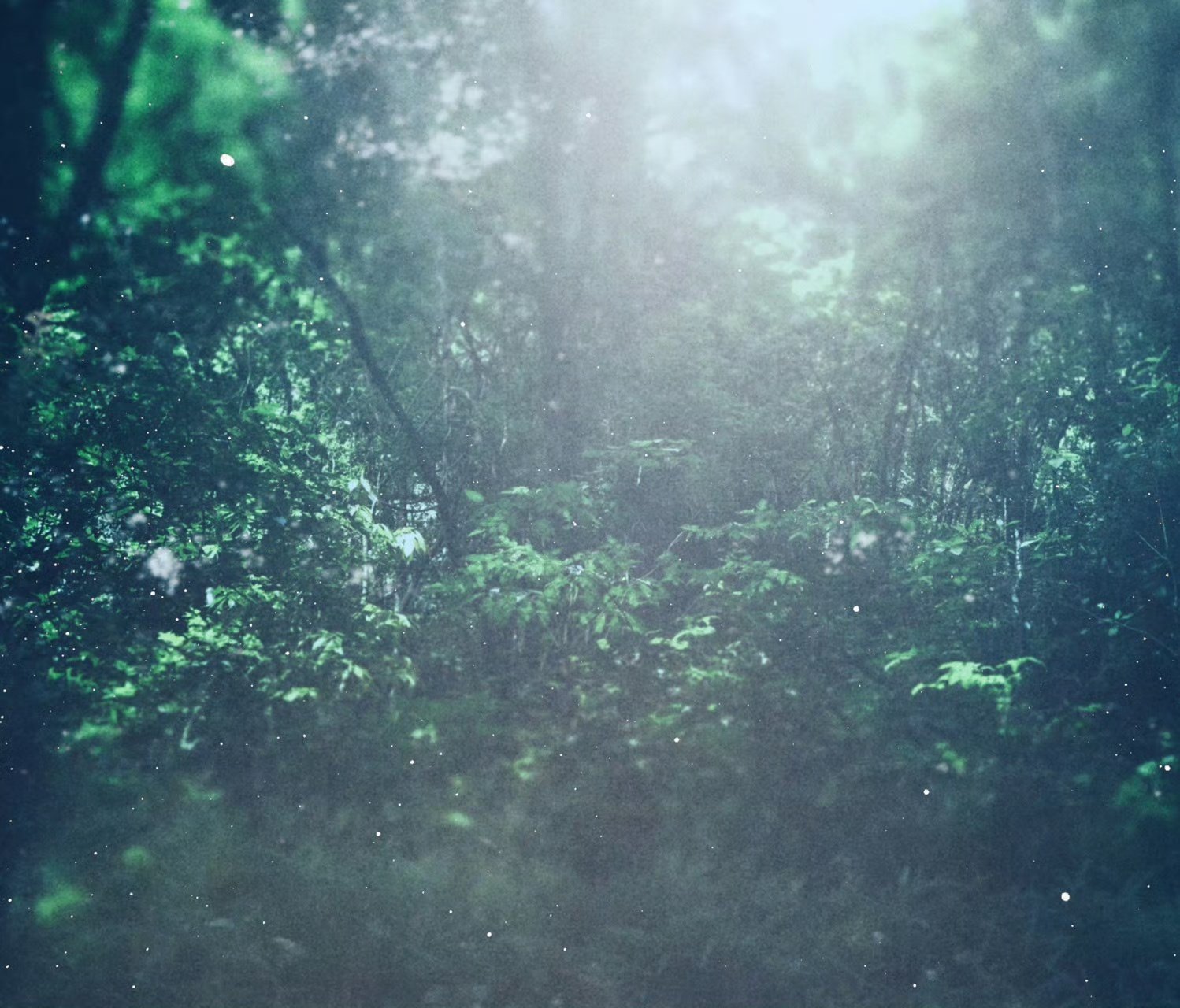 Mist in the woods with light coming down