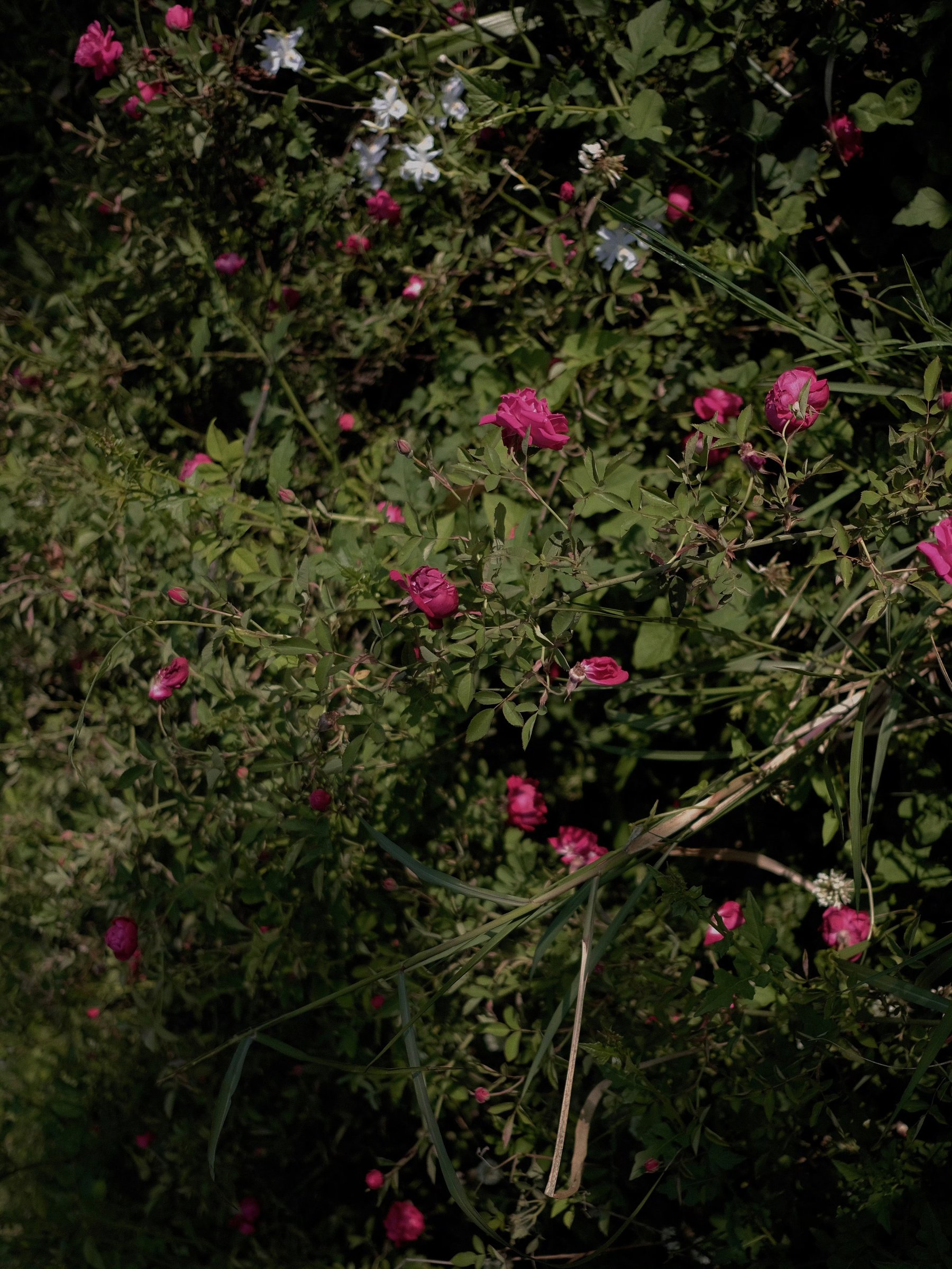 Leaves backlit with a sunburst between them
