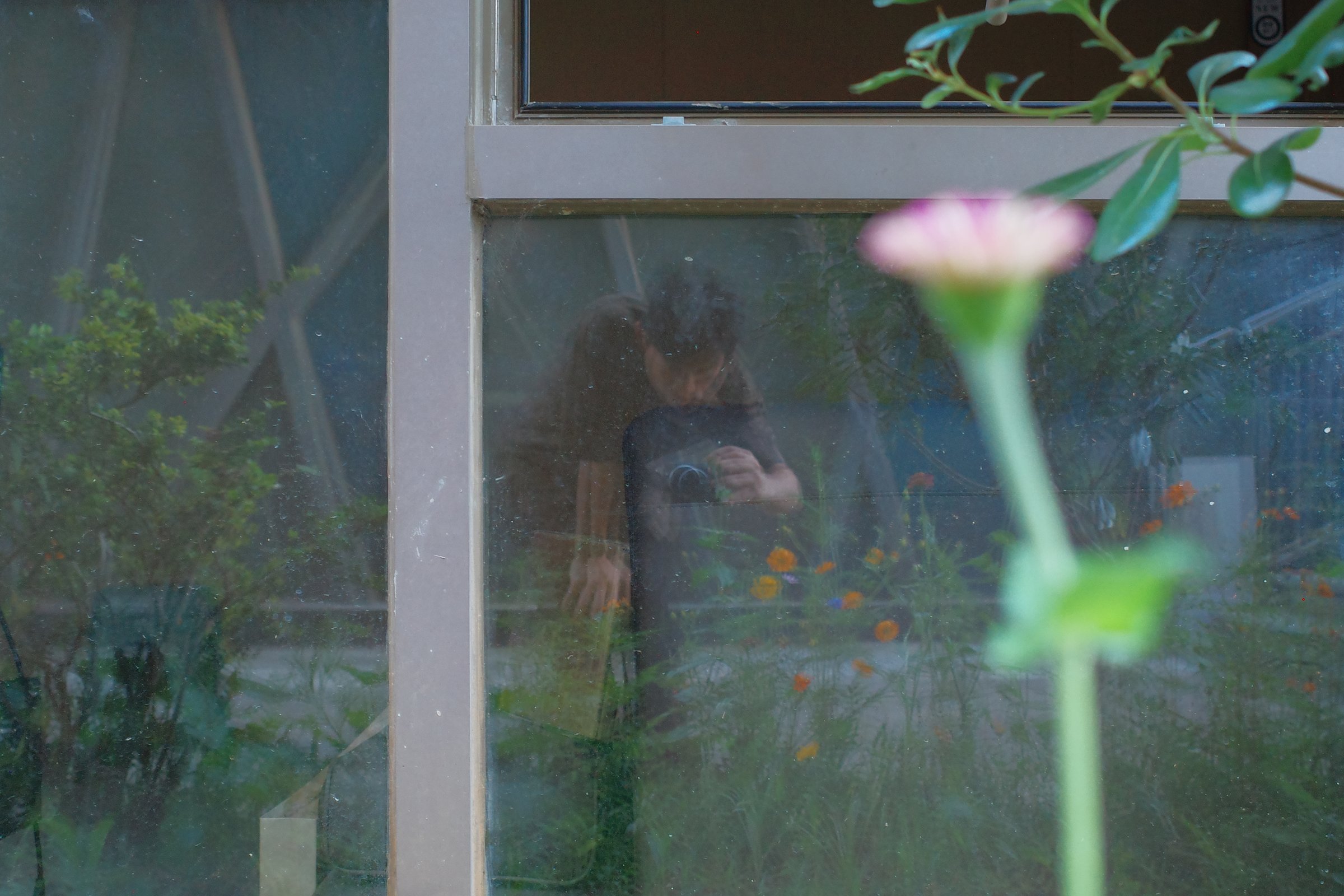A reflection in window glass, a pink flower outside